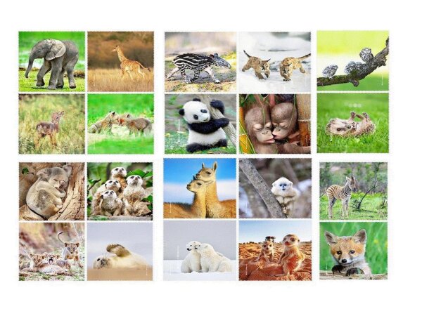 Tierbabys der Welt