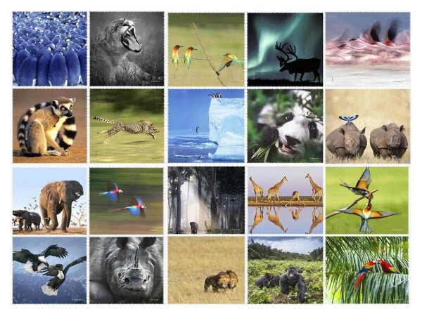Tiere der Welt